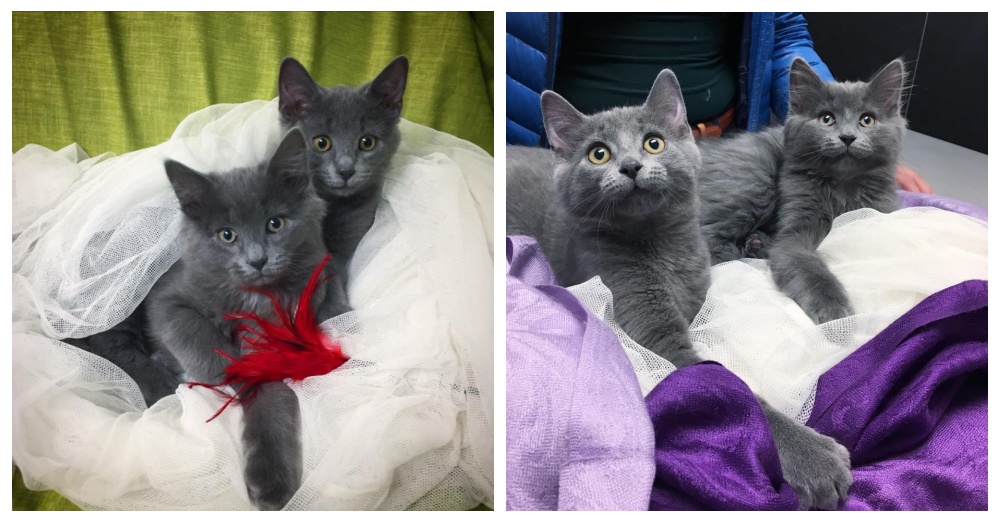 Photo: Facebook/Chatons Orphelins Montréal - COM