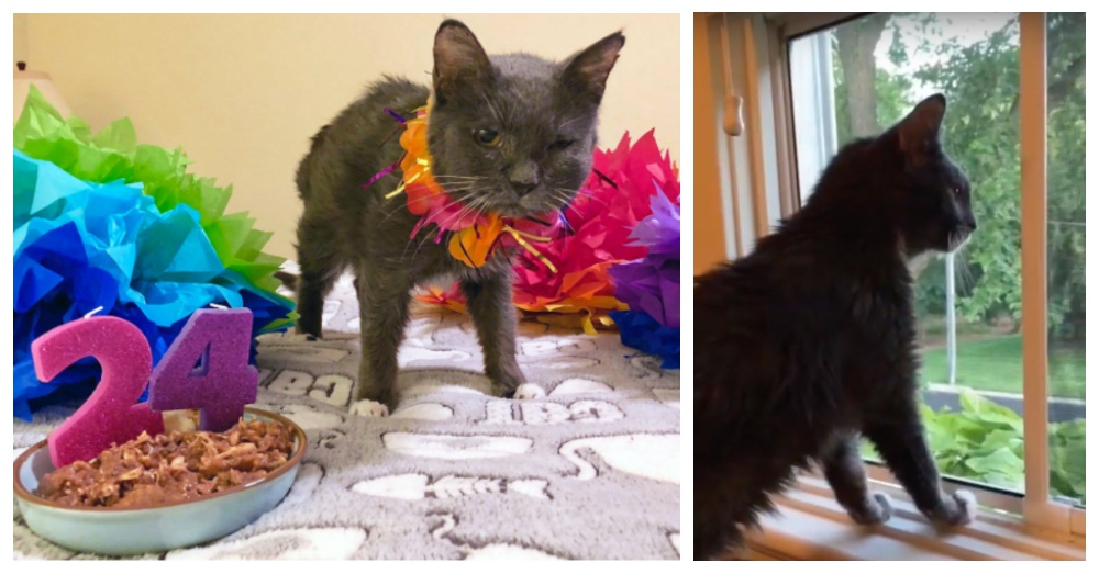 Photo: Facebook/Young at Heart Senior Pet Adoptions