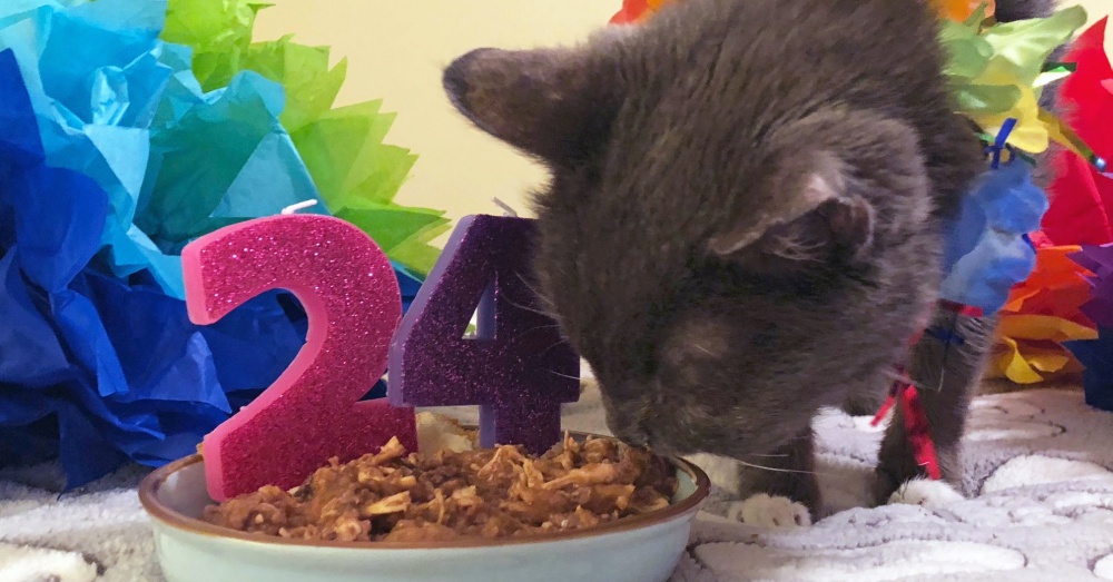 Photo: Facebook/Young at Heart Senior Pet Adoptions