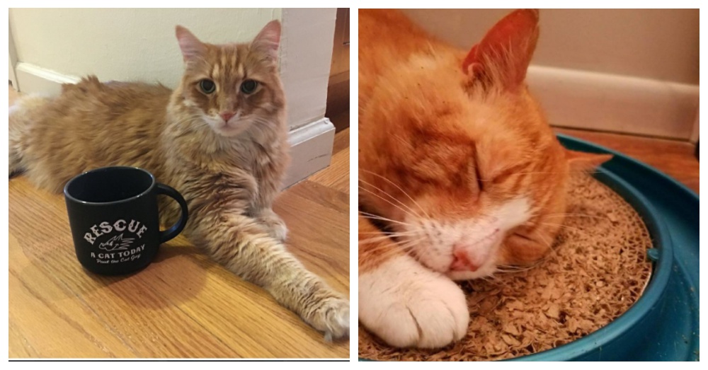 Photo: Facebook/Paul the Cat Guy