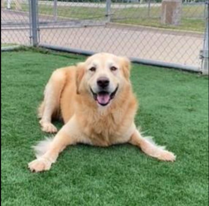 25 Golden Retrievers That Need A Home Now The Animal Rescue Site News