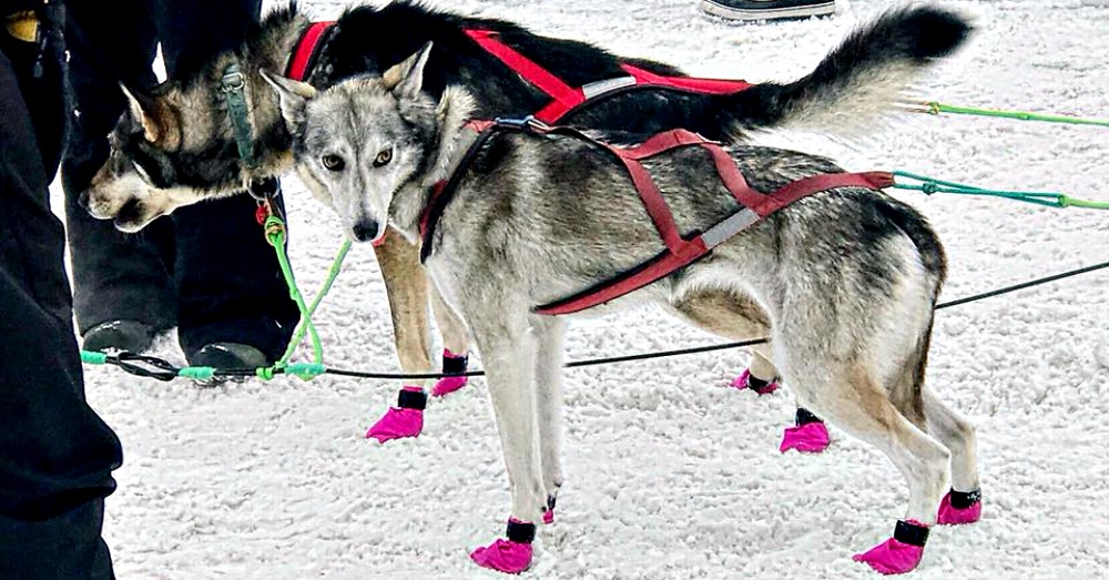 Photo:Facebook/Humane Mushing