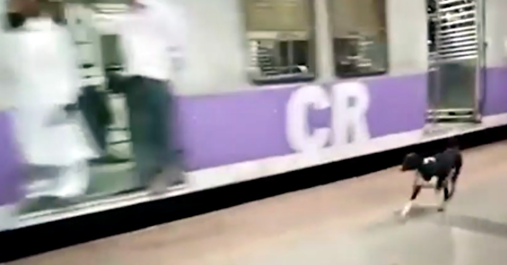Video Of Dog Waiting For The Train Every Night Is Breaking Hearts All