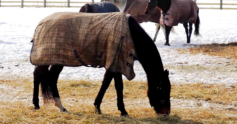 Photo: YouTube/The World Animal Awareness Society