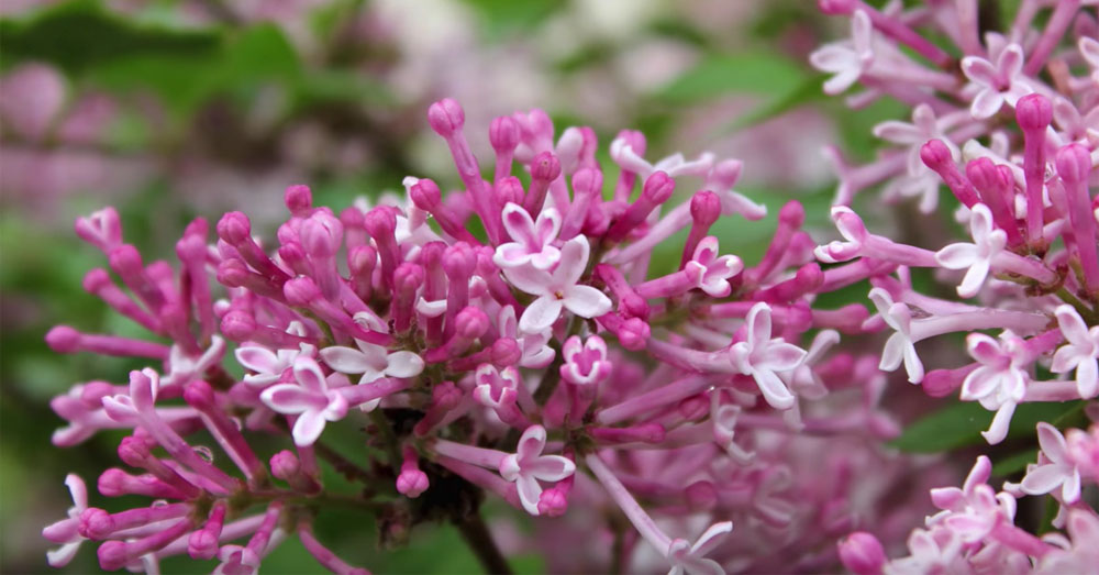 lilac 3