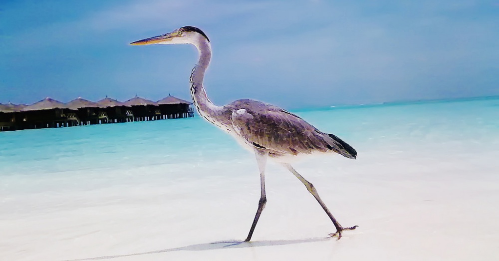 Photo: Flickr/Badruddeen