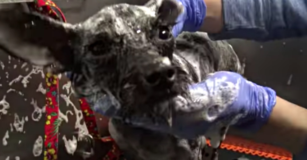 Screen Shot: YouTube/Hope For Paws