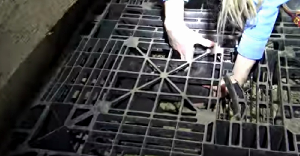 Screen Shot: YouTube/Hope For Paws