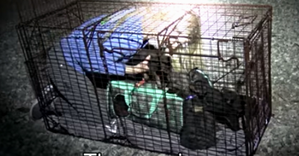 Screen Shot: YouTube/Hope For Paws
