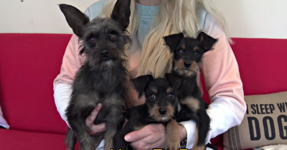 Screen Shot: YouTube/Hope For Paws