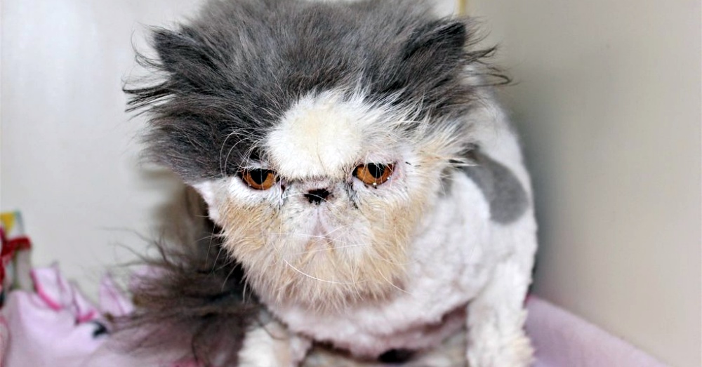 Photo: Facebook/Purrfect Pals Cat Sanctuary and Adoption Centers