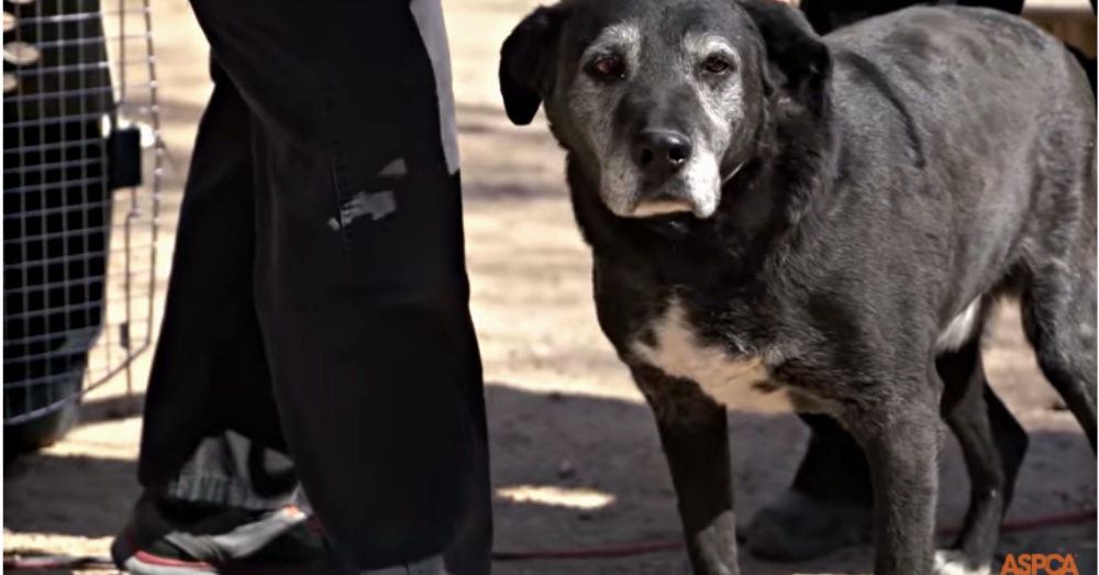 Screen Shot: YouTube/ASPCA