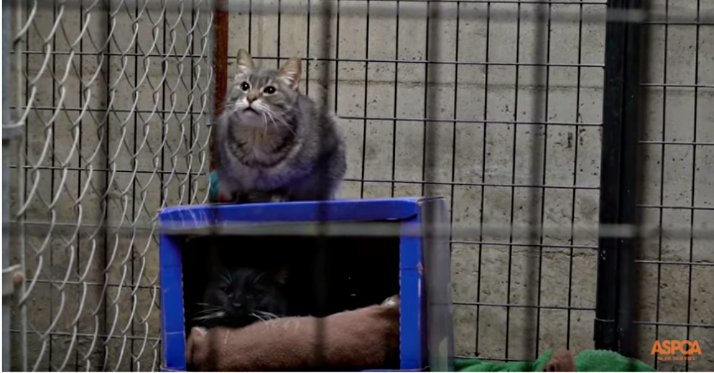 Screen Shot: YouTube/ASPCA