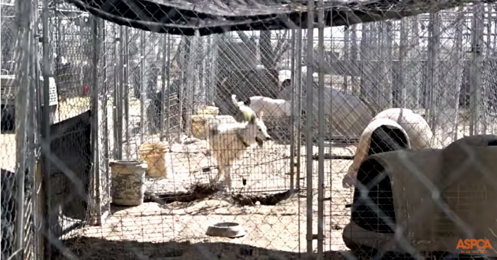Screen Shot: YouTube/ASPCA