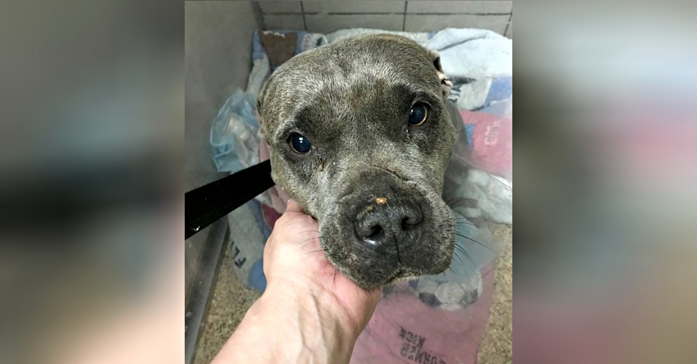 Photo: Facebook/Second Chance Rescue NYC Dogs