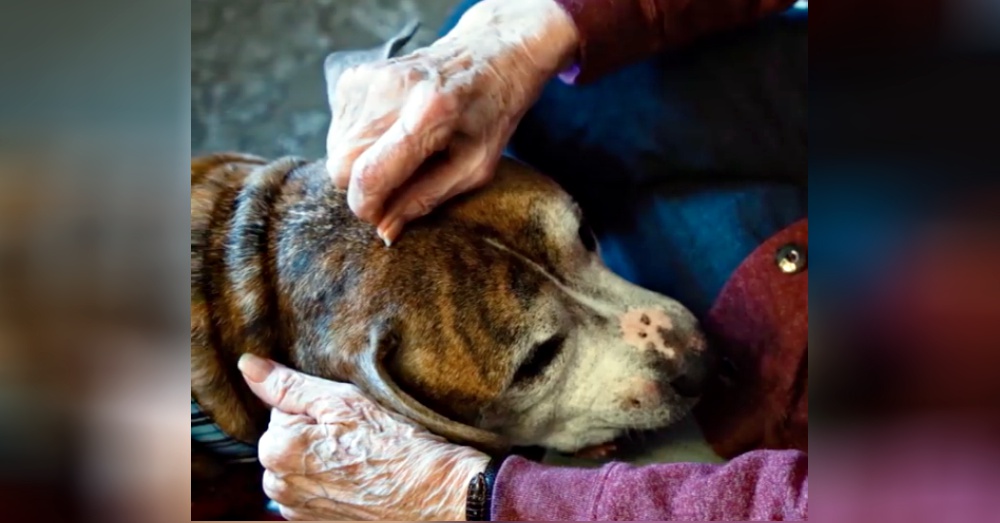 Screen Shot: Facebook/Animalkind Stories