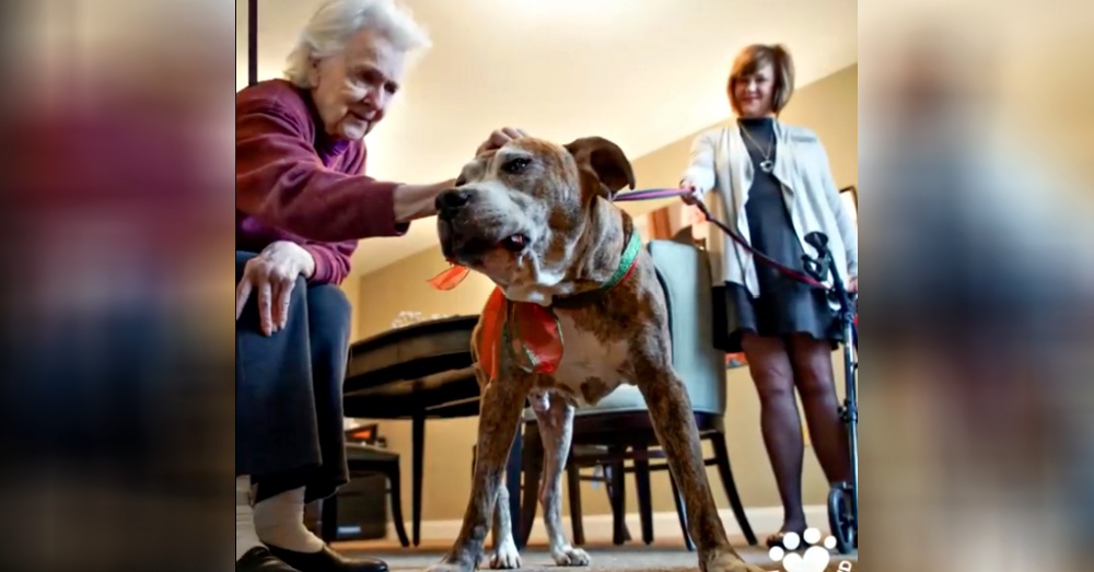 Screen Shot: Facebook/Animalkind Stories