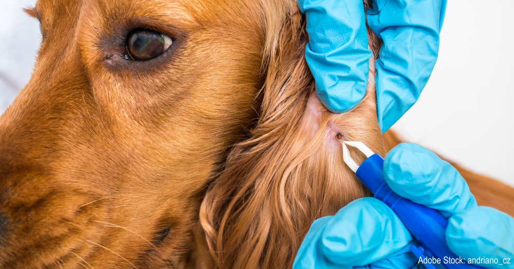Veterinarian doctor removing a tick from the Cocker Spaniel dog - animal and pet veterinary care concept