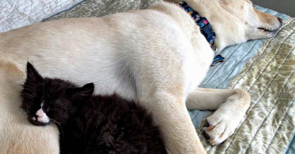 Photo: Facebook/Friends for Life Rescue Network