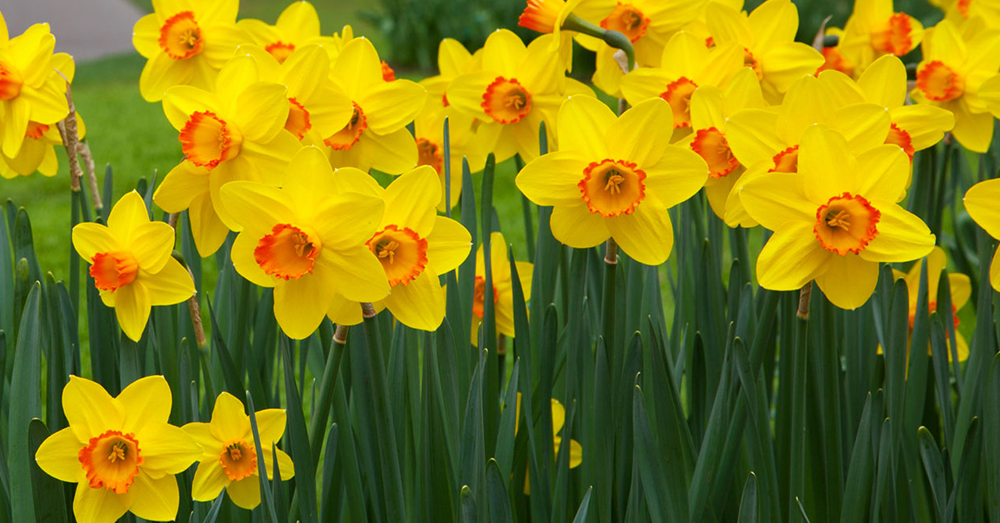 Source: Public Domain Pictures Daffodils are beautiful, but poisonous.