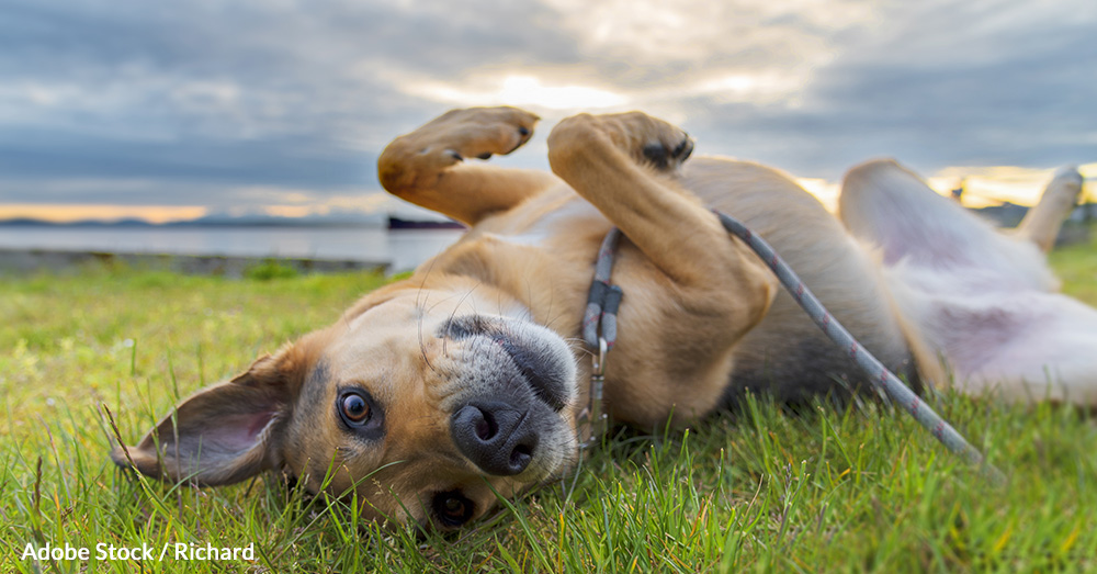 Lyme disease is the most common tick-borne disease in the U.S.