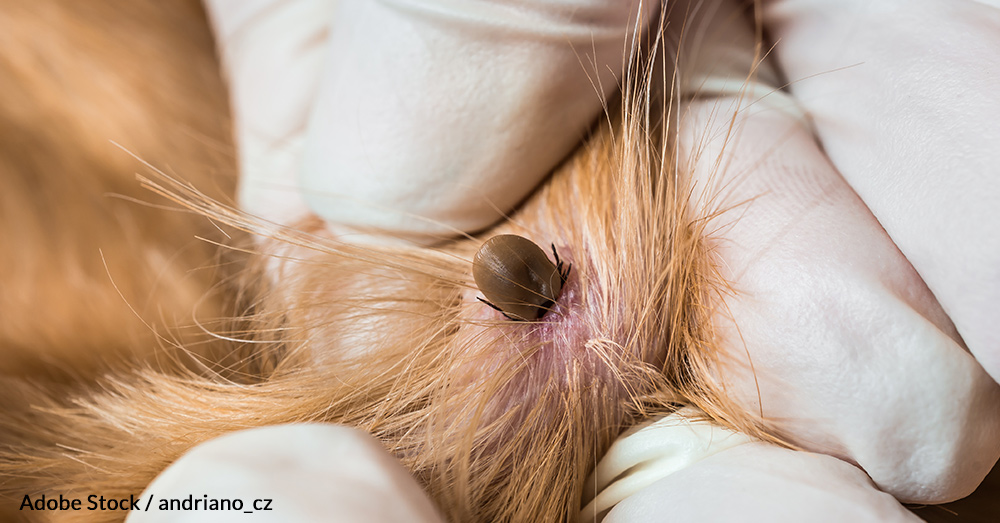 Ticks carry the bacteria that causes Lyme disease and transmit it when they bite.