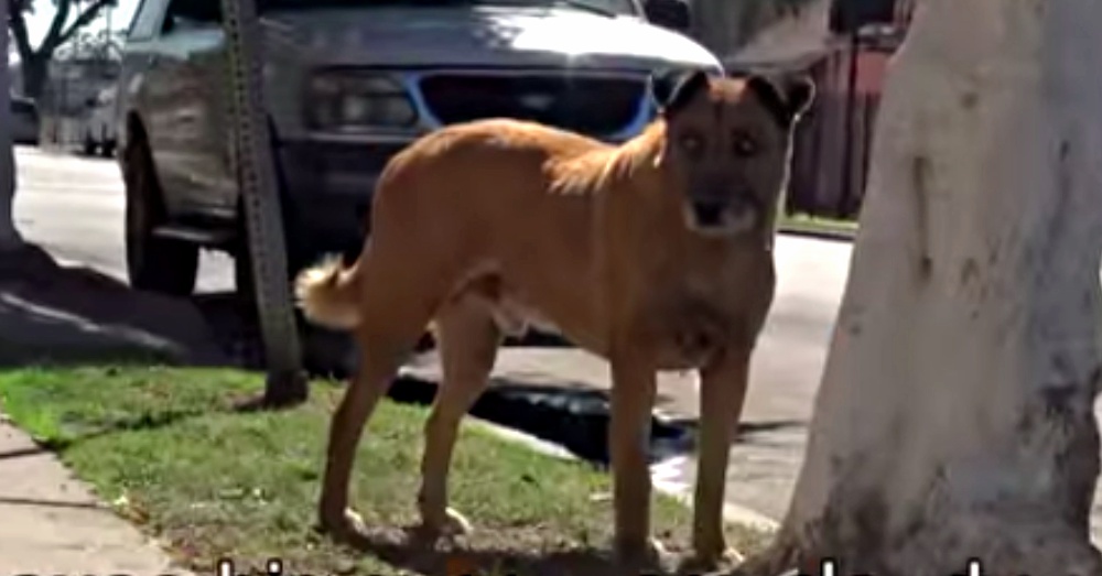 Screen Shot: YouTube/Hope For Paws