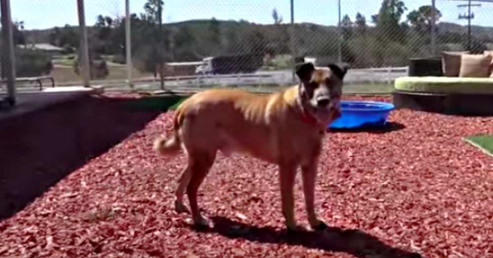 Screen Shot: YouTube/Hope For Paws