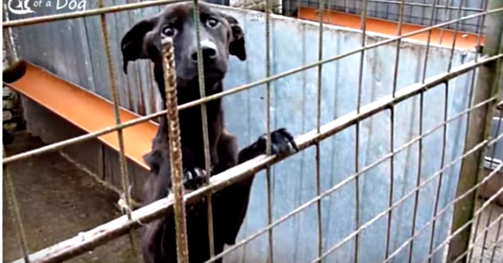 Screen Shot: YouTube/Howl Of A Dog