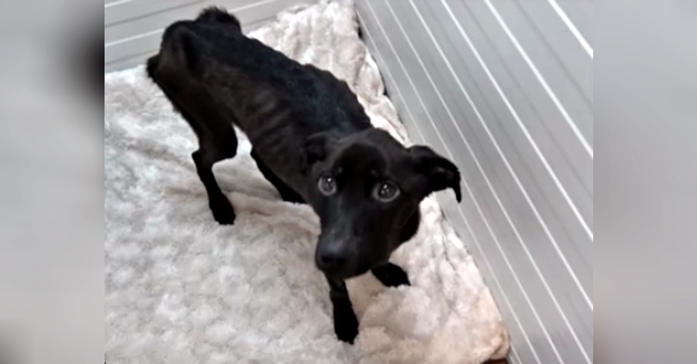 Screen Shot: YouTube/Howl Of A Dog
