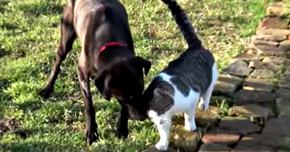 Screen Shot: YouTube/Howl Of A Dog