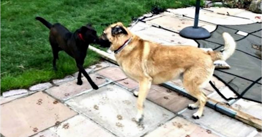 Screen Shot: YouTube/Howl Of A Dog