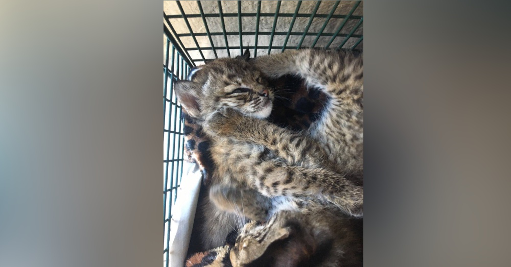 Photo: Facebook/City of San Antonio Animal Care Services