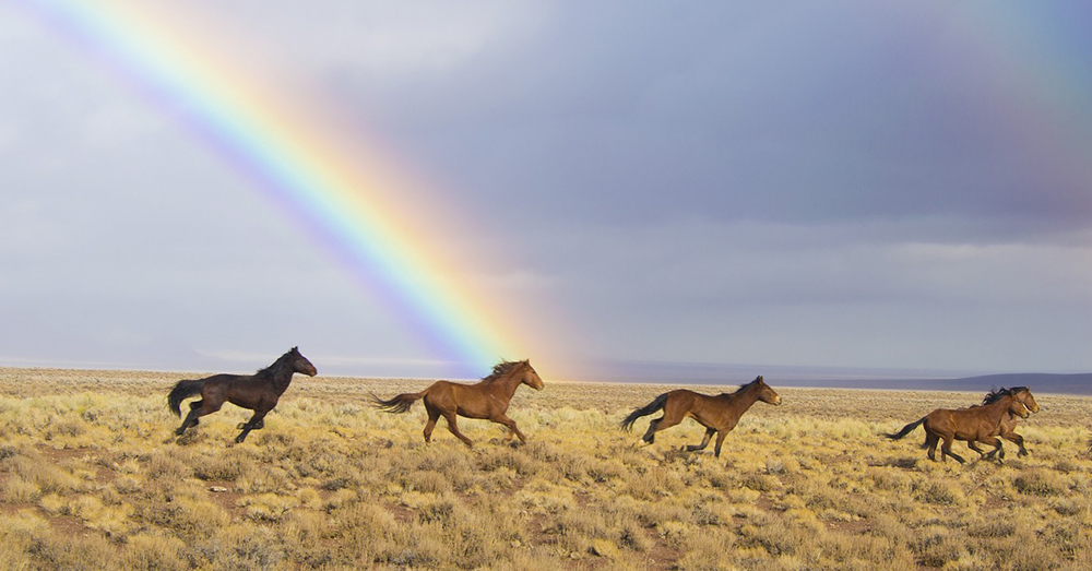 Source: Pixabay Wild horses run free in the American southwest.