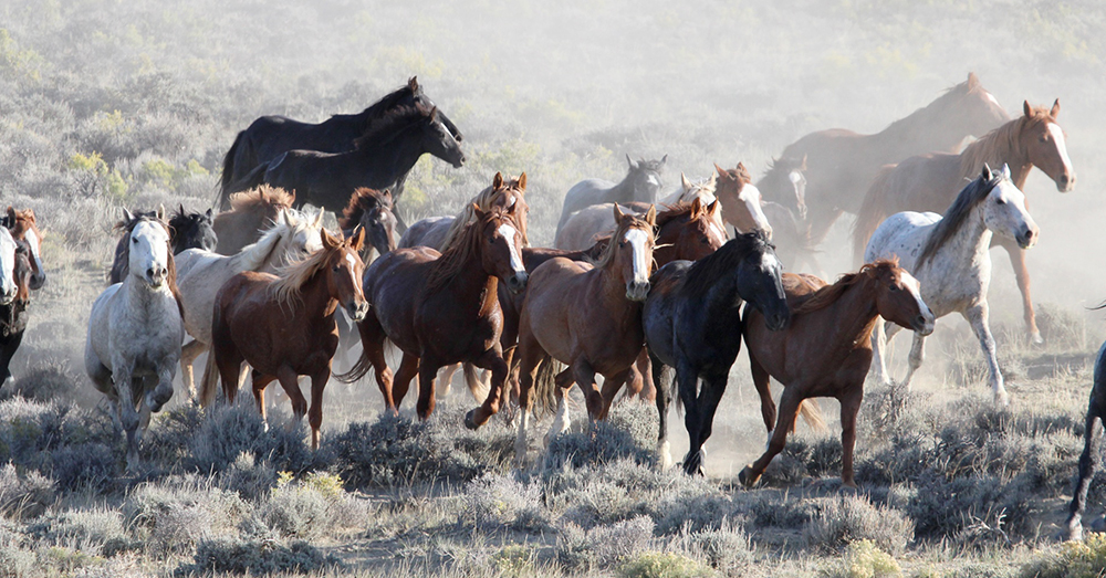 Source: Public Domain Pictures The BLM intends to reduce the number of wild horses and burros in the southwest by at least 75 percent.