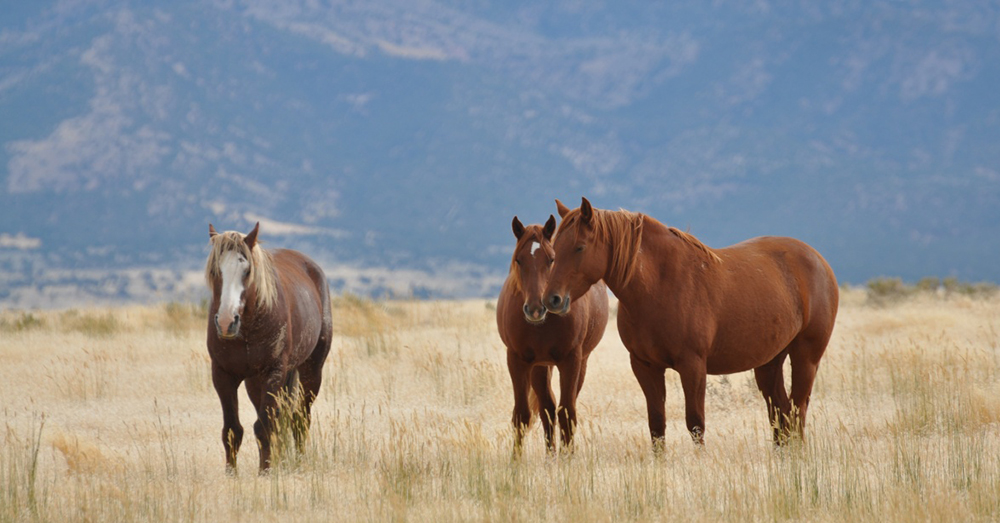 Source: Bureau of Land Management The BLM is in charge of the health and well-being of the unowned wild animals on its lands.