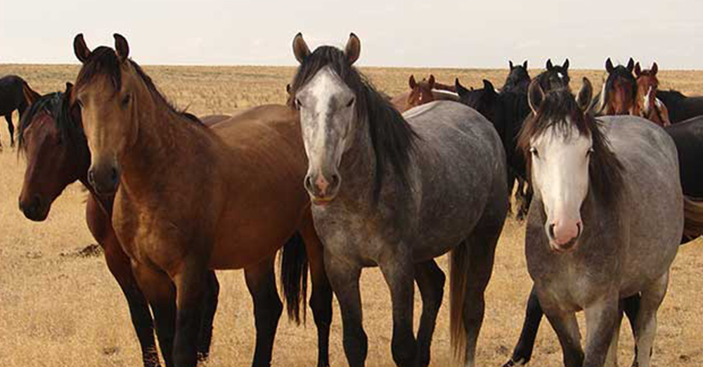 Source: Bureau of Land Managment Hundreds of thousands of wild horses roam the American southwest.