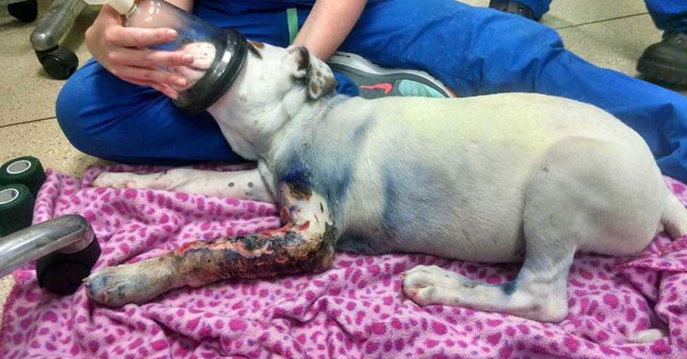 Source: Facebook/Rescue Dogs Rock NYC Sammie was brought to the shelter in dire need of help.