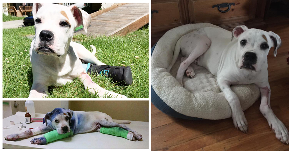 Source: Facebook/Sammies Journey To Recovery Sammie has made a full recovery!
