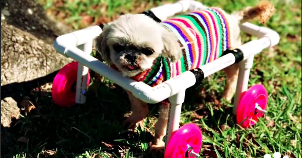 Screen Shot: Facebook/Animalkind Stories