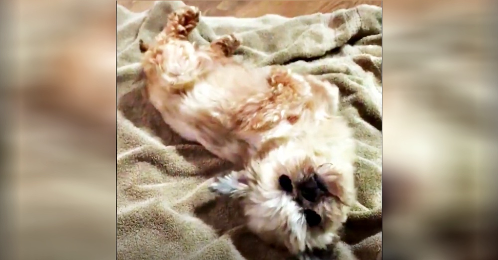Screen Shot: Facebook/Animalkind Stories
