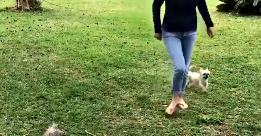Screen Shot: Facebook/Animalkind Stories