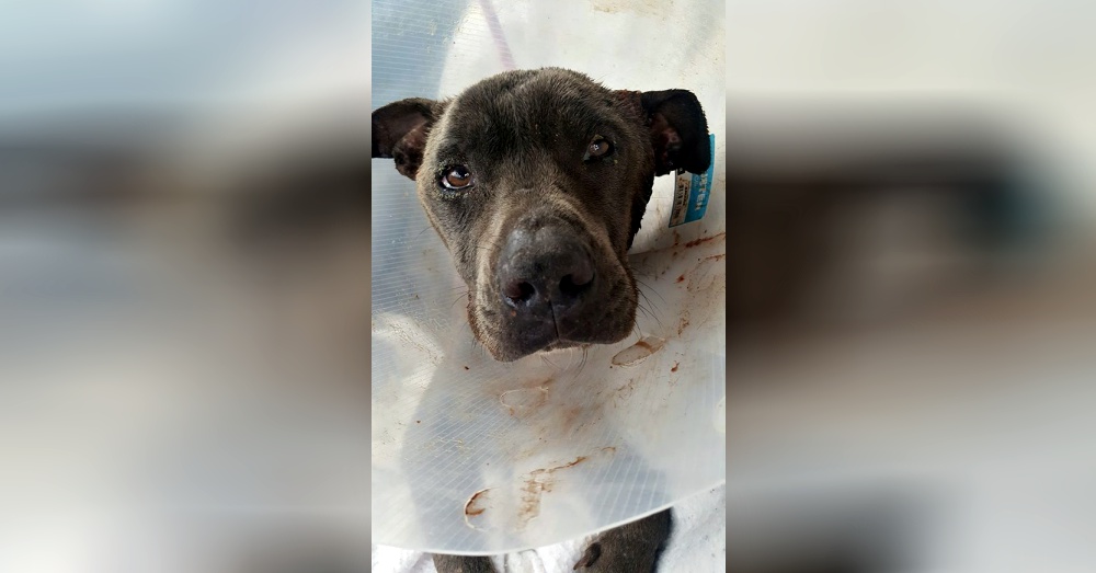 Photo: Facebook/SCAR Southern Cross Animal Rescue