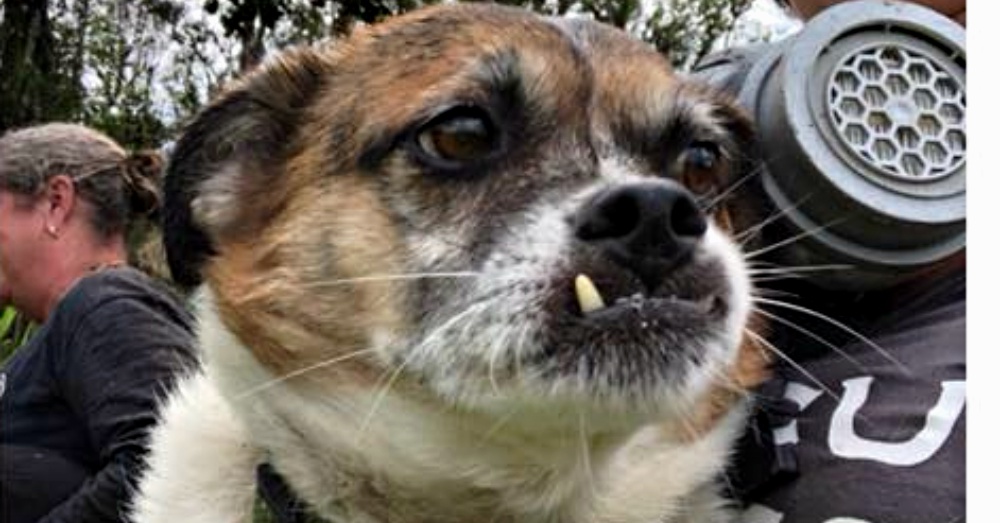 Two Dogs Rescued in Hawaii After Being Surrounded By Lava For 10 Days