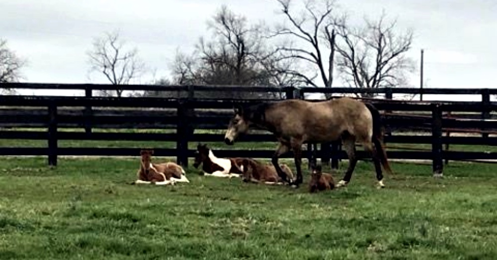 Photo: Facebook/ Kentucky Humane Society Equine CARE