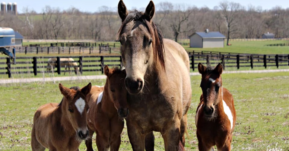 Photo: Facebook/ Kentucky Humane Society Equine CARE
