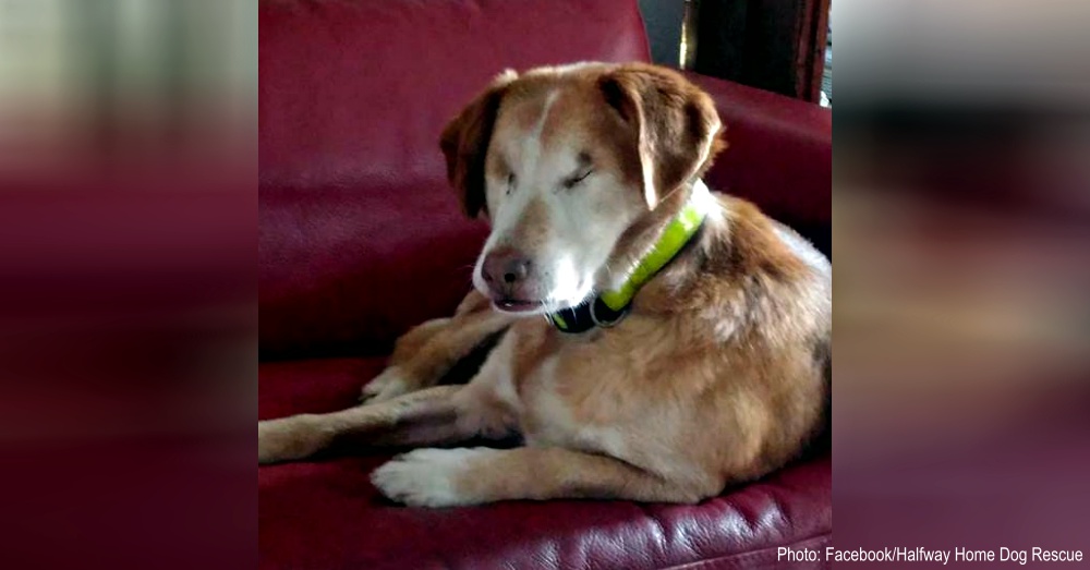 gouged-eyes-dog-1
