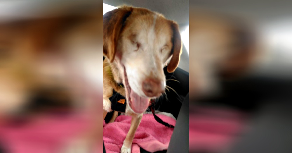 Photo: Facebook/Halfway Home Dog Rescue