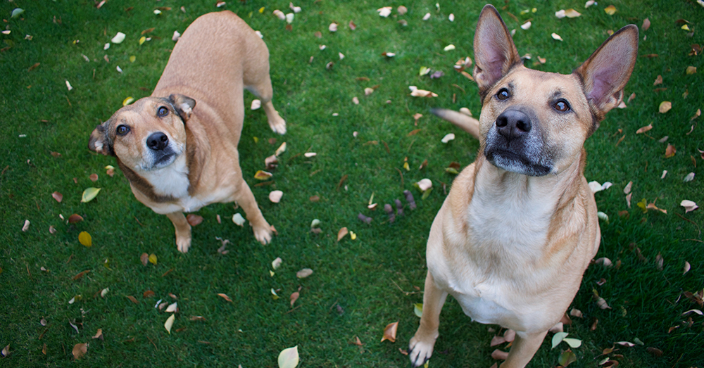 Source: Unsplash/Caleb Carl All pet owners should have their animals checked for heartworm in the summer.