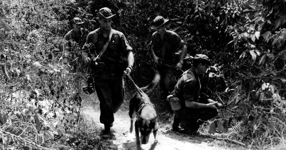 Source: Wikimedia Commons A scout dog leading a patrol in a search for Vietcong.
